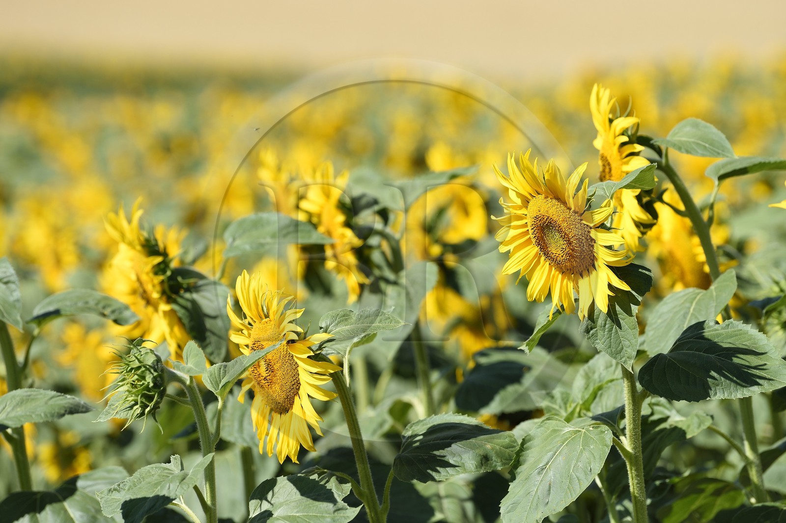 France, Bas Rhin, the Alsace Wine Route, Traenheim, sunflower field