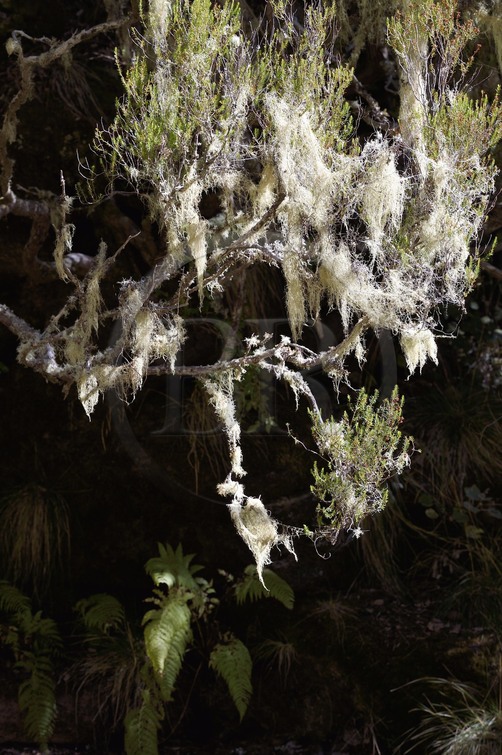 Portugal, Madeira Island, hike in the forest of Rabaçal by the levada do Alecrim, Spanish moss (Tillandsia usneoides)