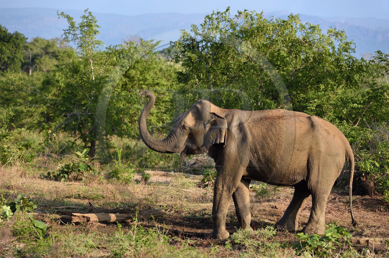 Sri Lanka, province d'Uva, Parc national d'Uda Walawe (Udawalawe National Park), éléphant d'Asie (Elephas maximus)
