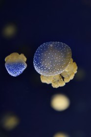 France, Charente-Maritime (17), La Rochelle, Aquarium La Rochelle, Mention obligatoire, méduse constellée (Phyllorhiza punctata)