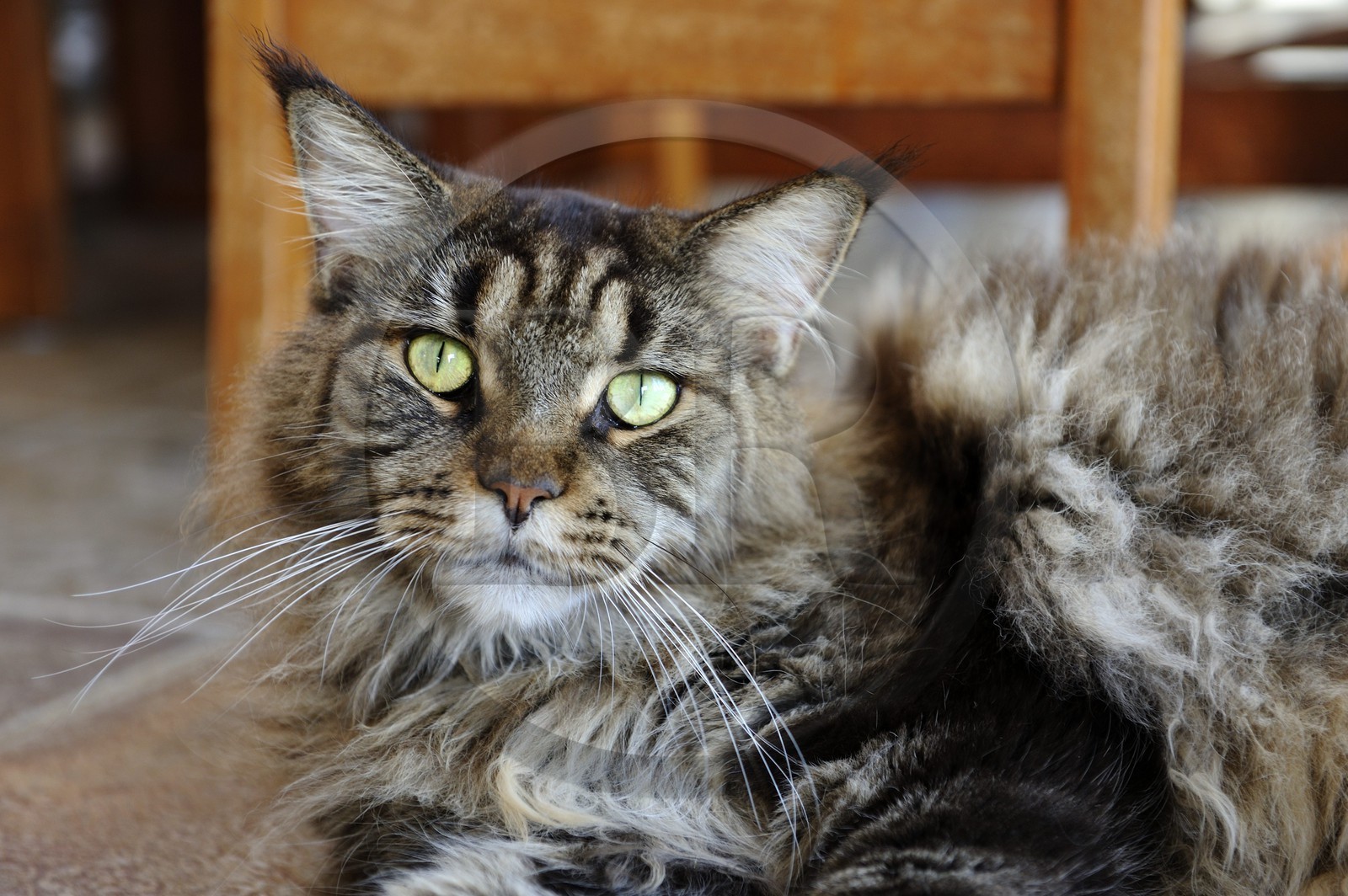 France, Ile de la Reunion, chat Main coon