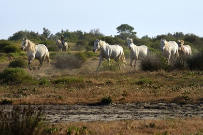 France, Bouches-du-Rhône (13), Parc naturel régional de Camargue, vers l'étang de Malagroy, manade Jacques Mailhan, chevaux de Camargue dans la sansouire