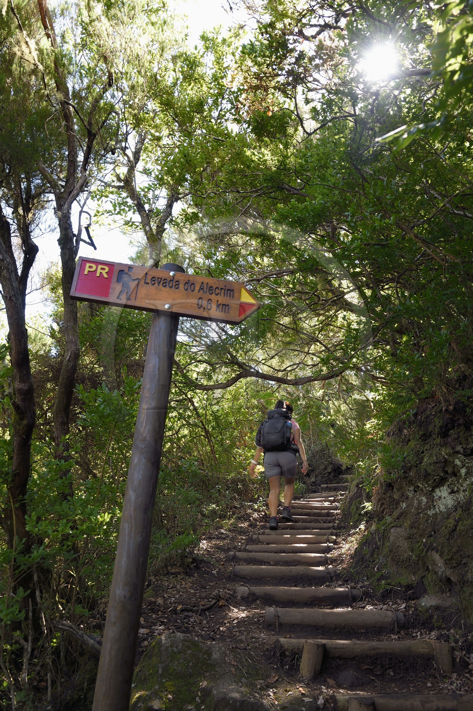 Portugal, Ile de Madère, randonnée par la levada do Alecrim dans La forêt de Rabaçal, la laurisilva, unique vestige de la forêt primaire qui recouvrait le sud de l’Europe il y a des millions d’années
