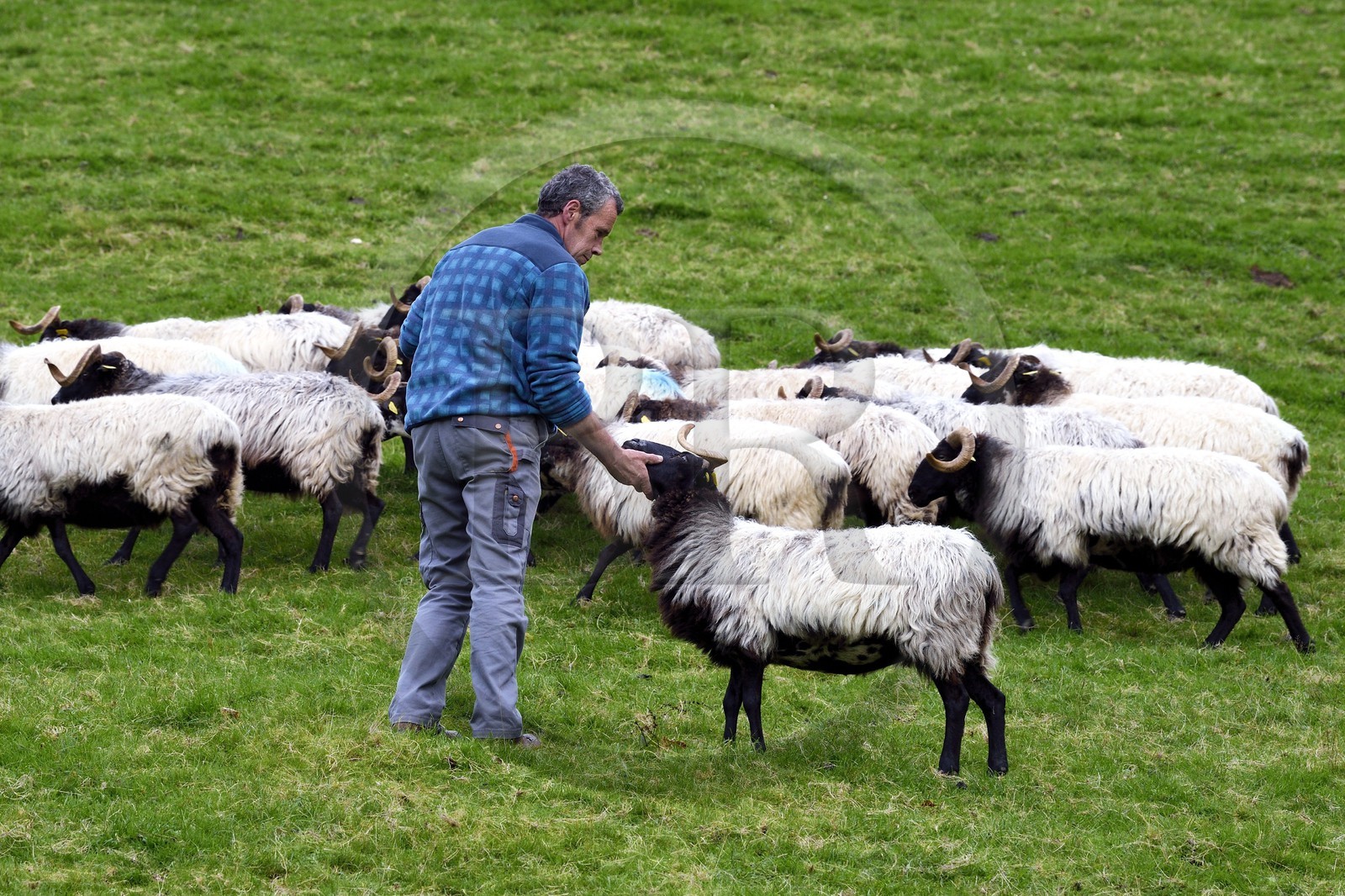 France, Pyrenees Atlantiques, Basque Country, Aldudes valley, Urepel, the manech black head sheep breeder Jean-Bernard Etchebarren
