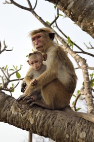 Sri Lanka, province centrale, district de Matale, Dambulla, Temple du Rocher Royal aussi appelé Ran Giri (Rocher doré), macaque à toque (Macaca sinica) et son petit