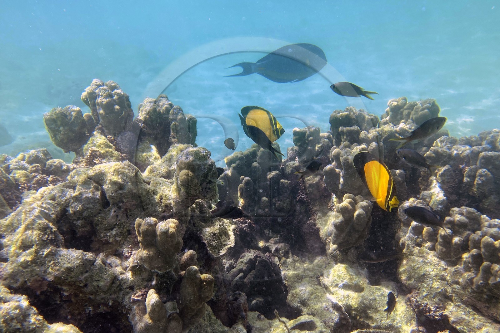 Sultanate of Oman, Governorate of Muscat, Nature Reserve of the Daymaniyat Islands, Coral reef