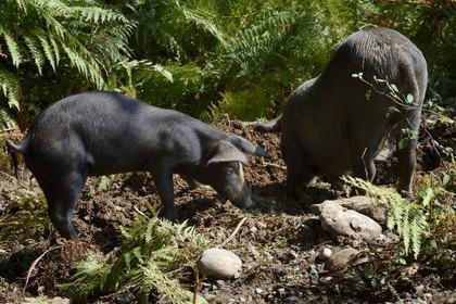France, Haute-Corse (2B), Castagniccia, cochon semi-sauvages en liberté