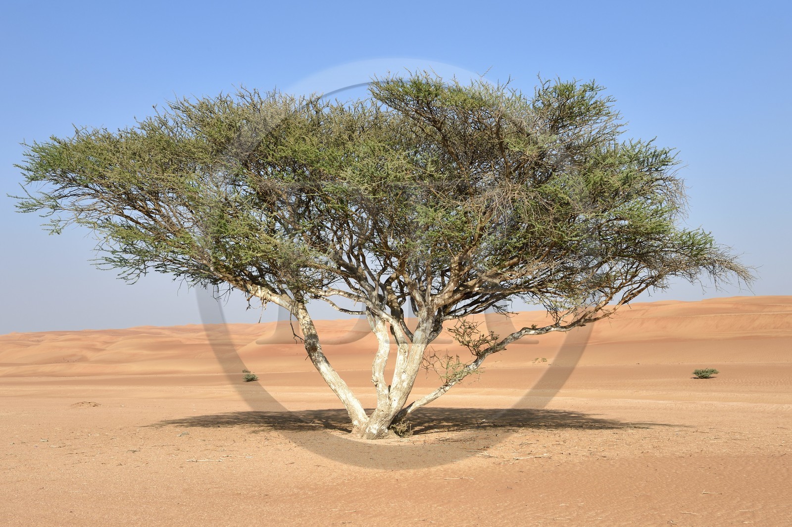 Sultanat d'Oman, gouvernorat de Ash Sharqiyah, désert des Wahiba Sands ou Sharqiya Sands, acacia