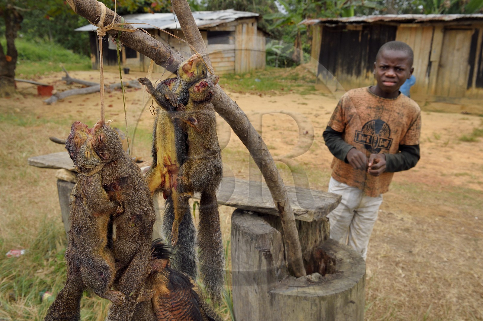 Gabon, Province de Moyen-Ogooué, Bifoun, vente d'écureuils à manger