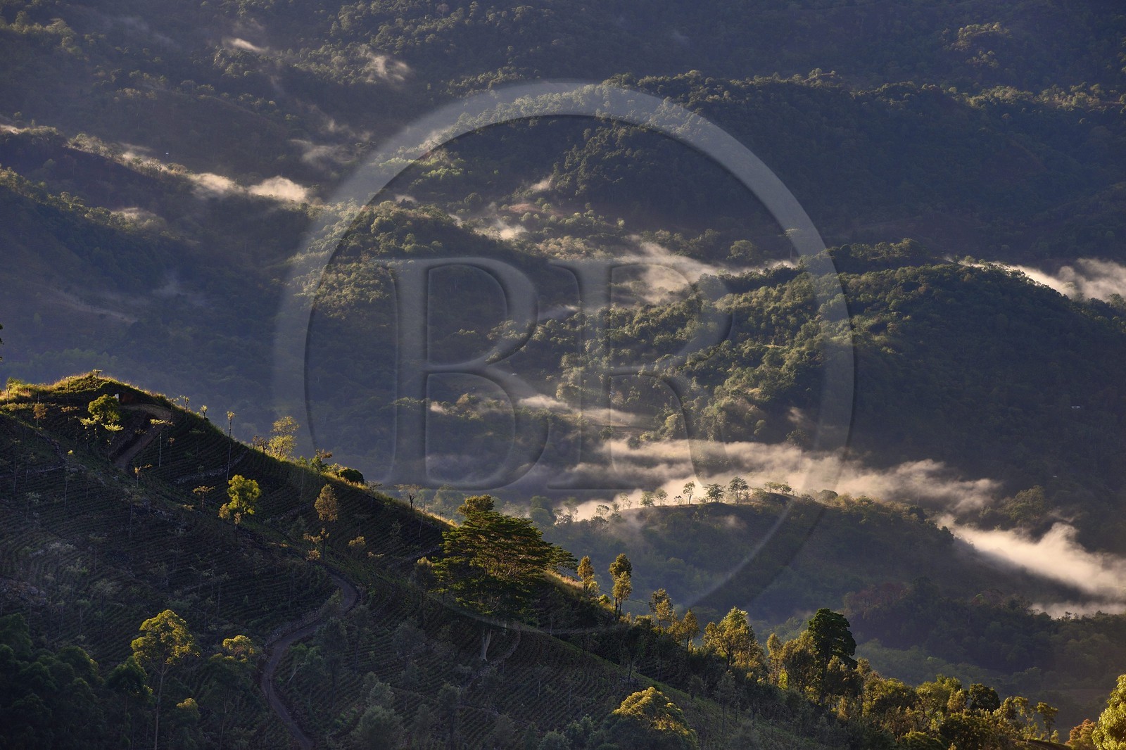 Sri Lanka, Province d'Uva, Haputale, plantation de thé et les collinnes au sud