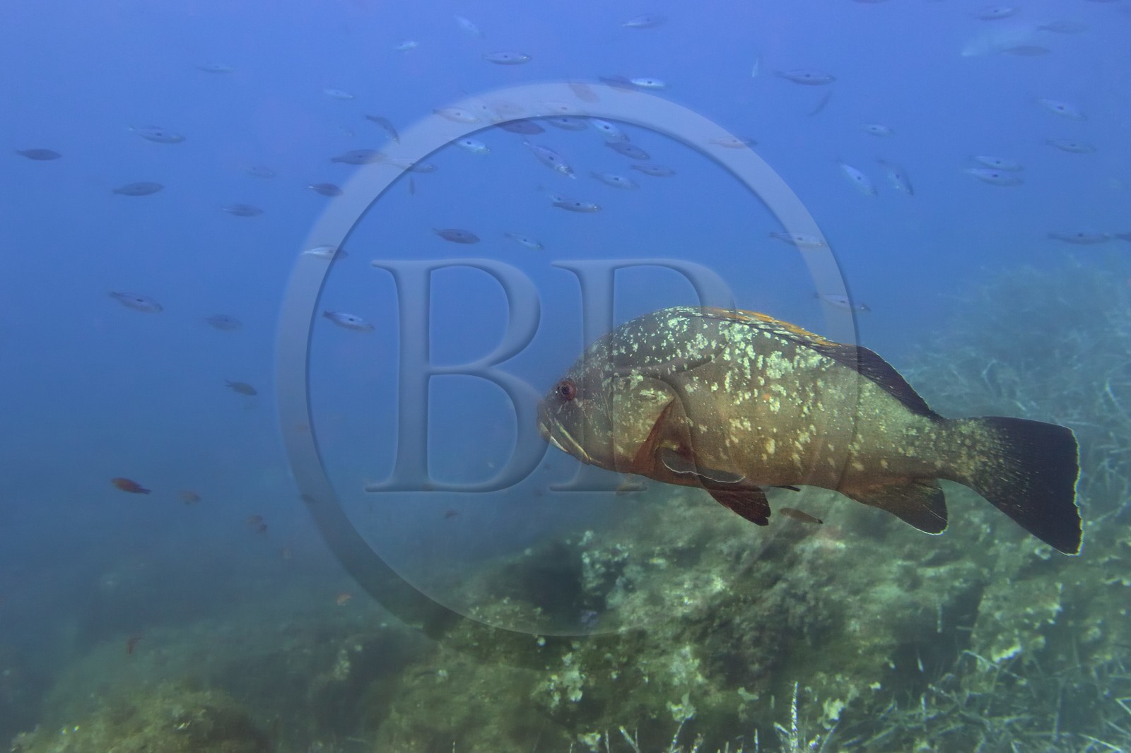 France, Var (83), Iles d'Hyères, parc national de Port Cros, Ile de Port-Cros, mérou vers l'Ilot de la Gabinière