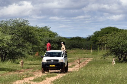 Namibia, Otjiwarongo, Cheetah Conservation Fund, research and education centre, cheetahs (Acinonyx jubatus), feeding from a moving pick-up, the purpose of the exercise is to keep them in shape