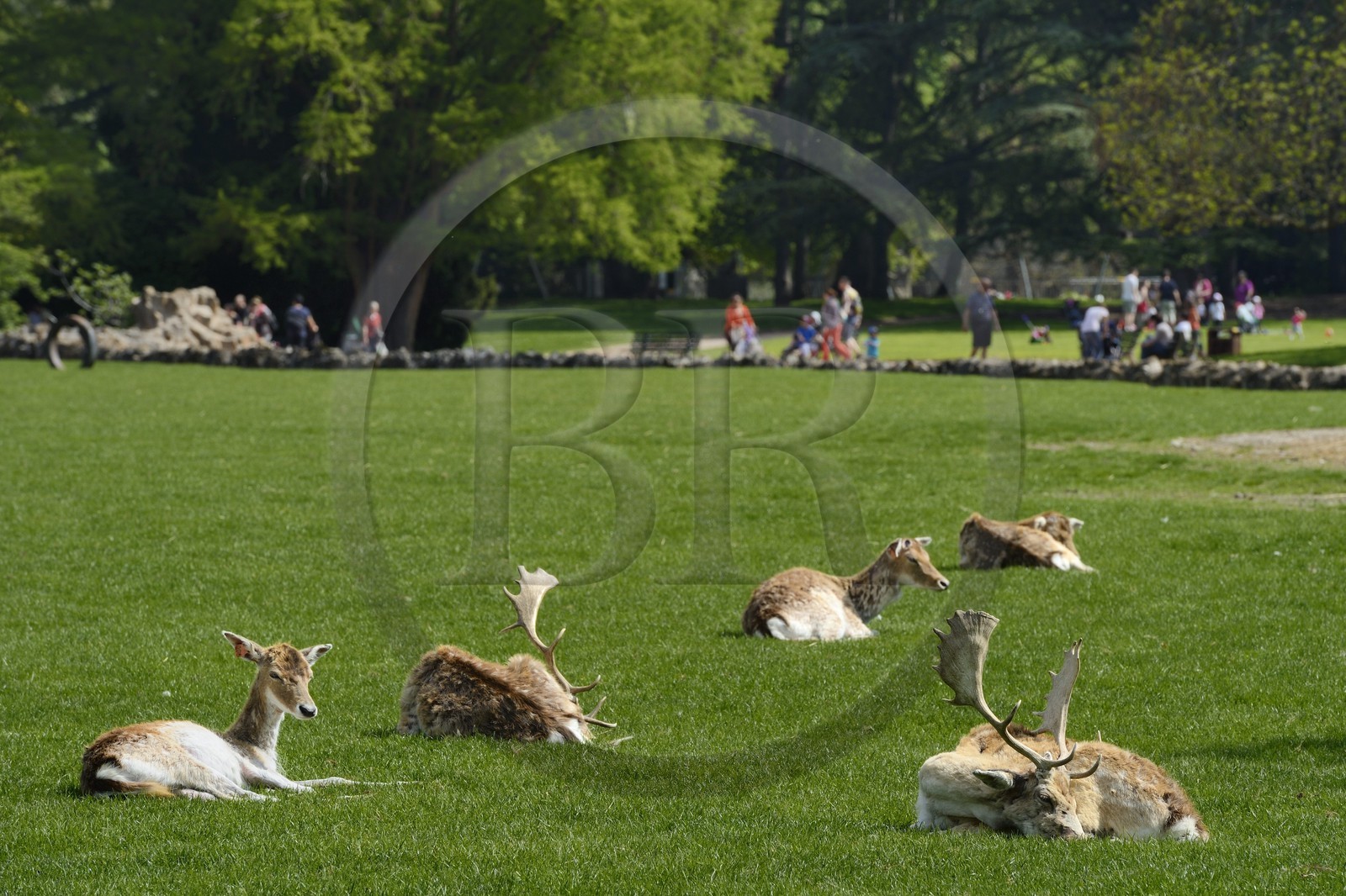 France, Rhône (69), Lyon,  le parc de la Tête d' Or, le parc aux daims