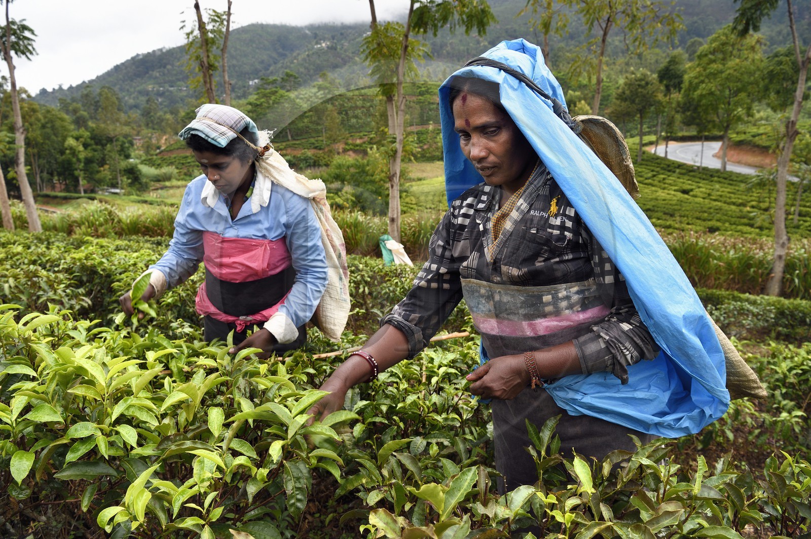 Sri Lanka, Province d'Uva, Bandarawela, femme tamoul travaillant à la cueillette des feuilles dans une plantation de thé