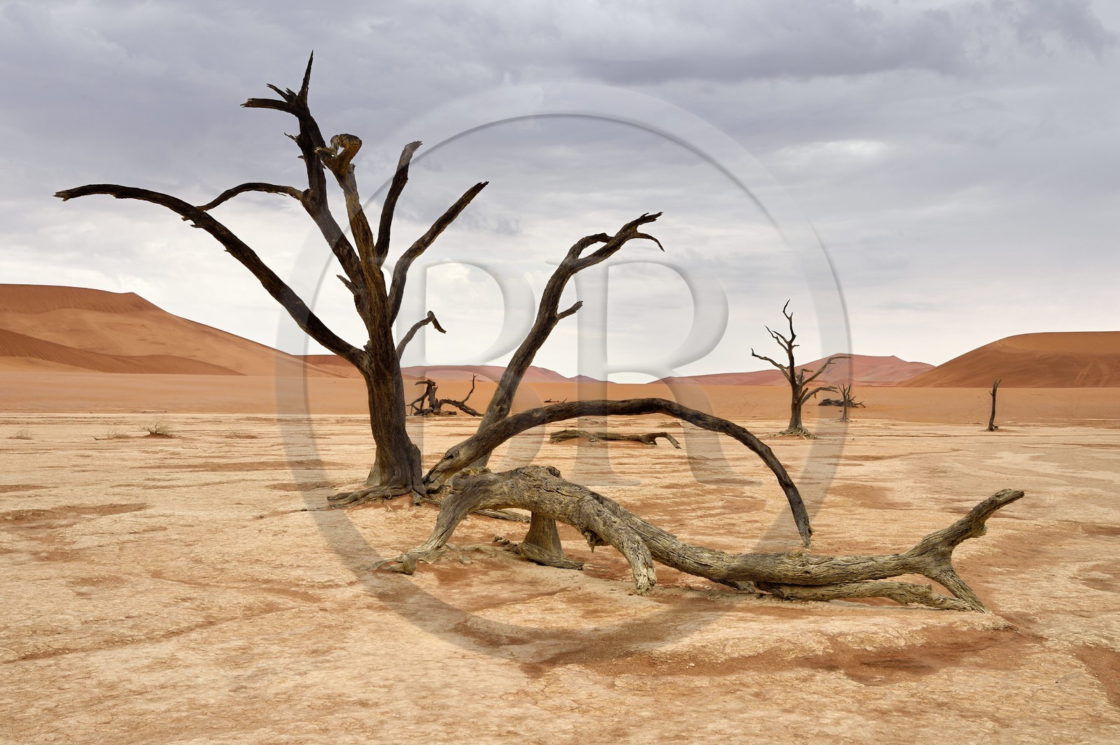 Namibie, région d'Hardap, désert du Namib, parc national du Namib-Naukluft, Erg du Namib classé Patrimoine Mondial de l'UNESCO, dunes de Sossusvlei, Dead Vlei, arbres morts de Camelthorn Acacia (Acacia erioloba)