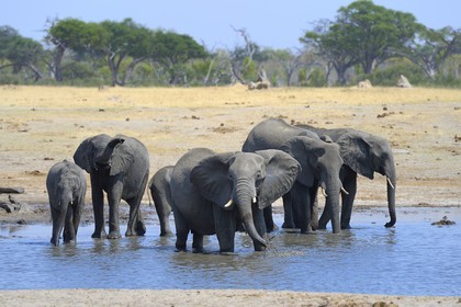 Zimbabwe, province de Matabeleland septentrional, parc national Hwange, éléphants sauvages d'Afrique (Loxodonta africana) autour d'un point d'eau