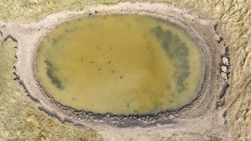 France, Charente Maritime, Port des Barques, Ile Madame, the Ile Madame Aquaculture Farm, breeding of sheep and ducks in the pond (aerial view)