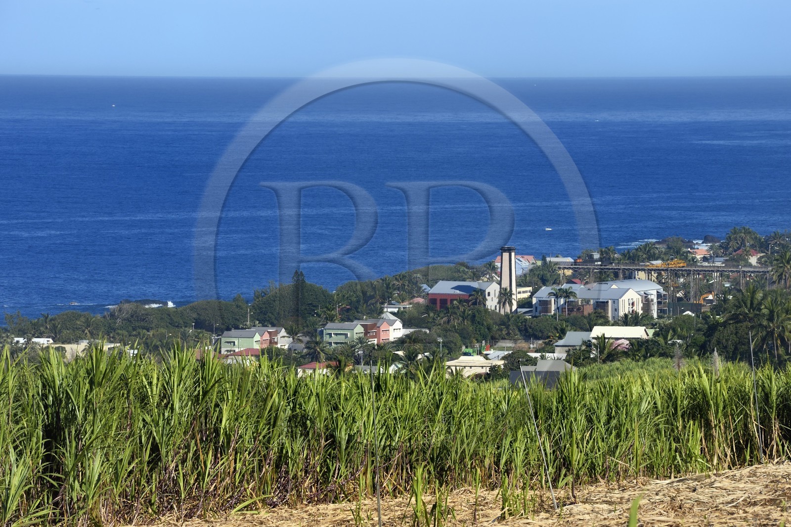 France, Reunion island (French overseas department), south coast, Petite-Ile, sugar cane field and Grands-Bois in the background