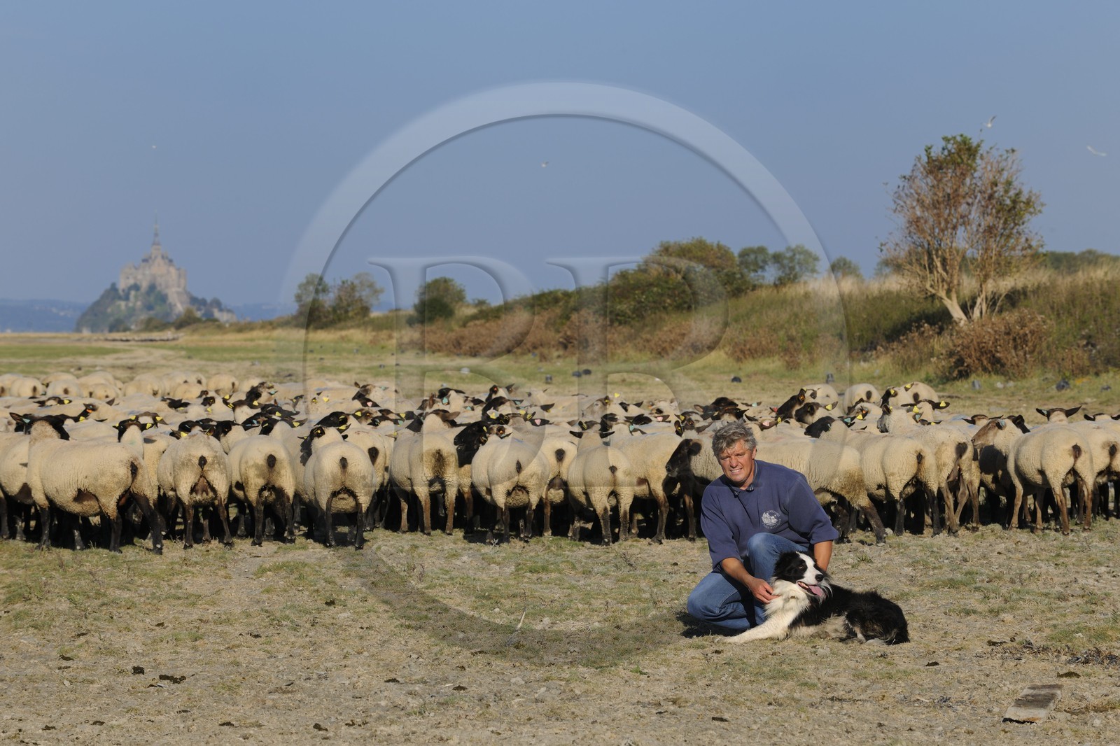 France, Ille-et-Vilaine (35), les herbus ou prés salés du Mont-Saint-Michel, l'éleveur de moutons de près salés Yannick Frain