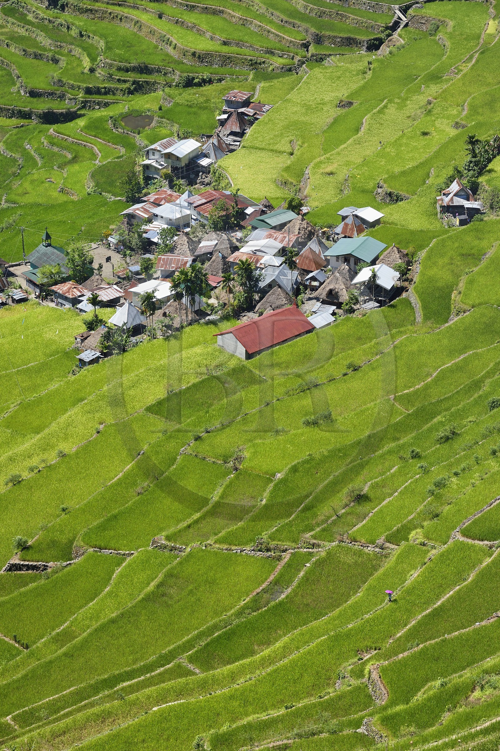 Philippines, Ifugao province, Banaue rice terraces around the village of Batad, listed as World Heritage by UNESCO