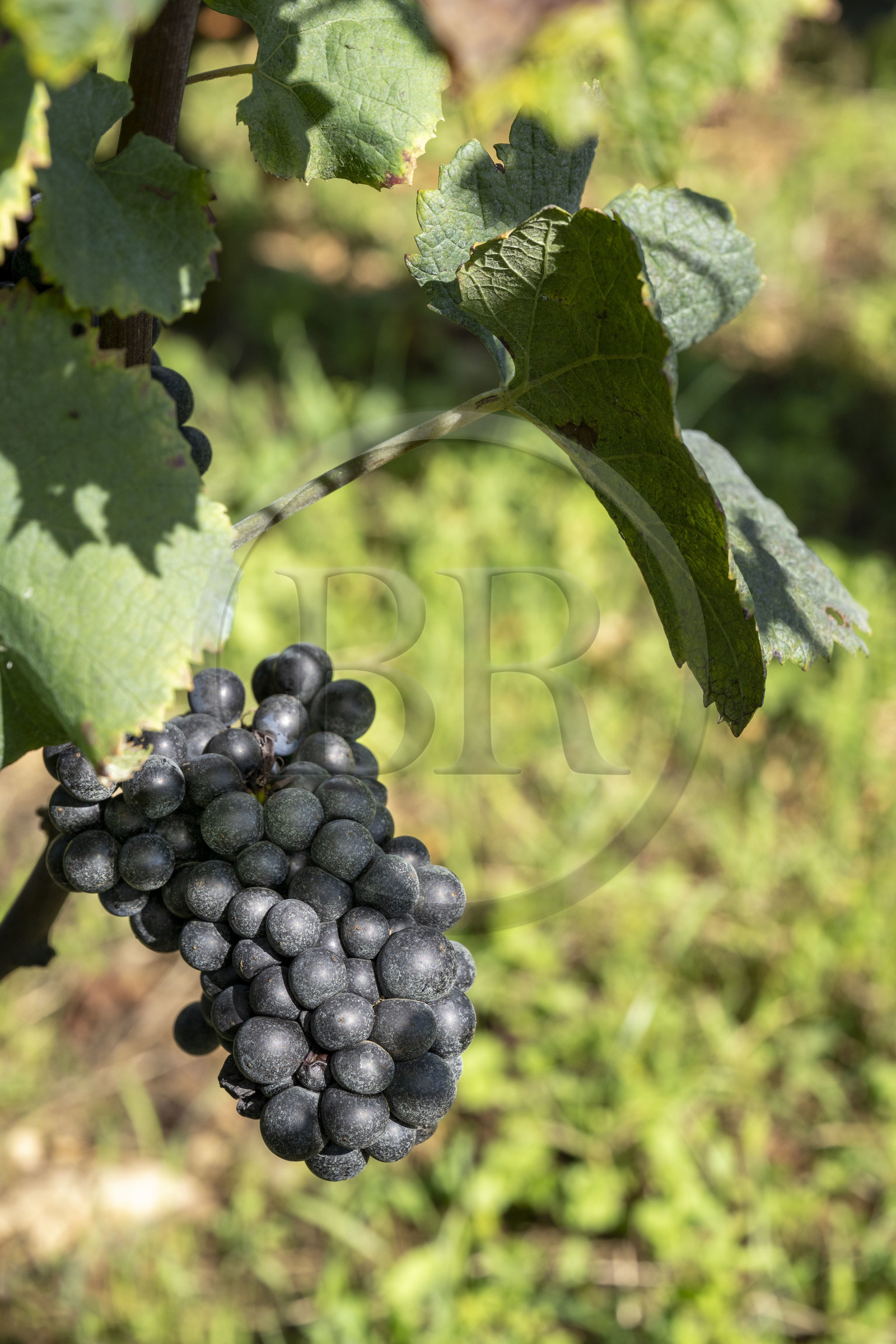 France, Côte-d'Or (21), Paysage culturel des climats de Bourgogne classés Patrimoine Mondial de l'UNESCO, Route des Grands Crus, vignoble de la Côte de Nuits, Vougeot, le Chateau du Clos de Vougeot, grappe de raisin de cépage pinot noir à quelques jours des vendanges