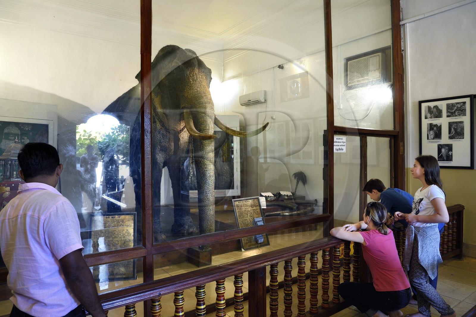 Sri Lanka, center province, Kandy, Temple of the Buddha Tooth (Sri Dalada Maligawa), room of the elephant Rajah which contains the remains of the naturalized elephant of the Tooth temple that died in 1988 after fifty years at the service of Buddhist processions