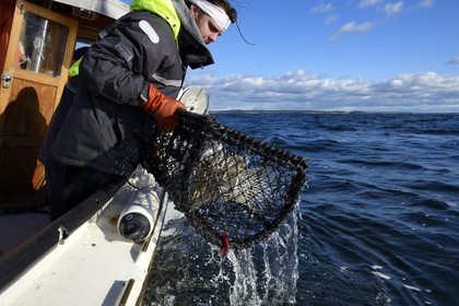 Sweden, Västra Götaland, Koster Islands, out to sea to retrieve lobster traps