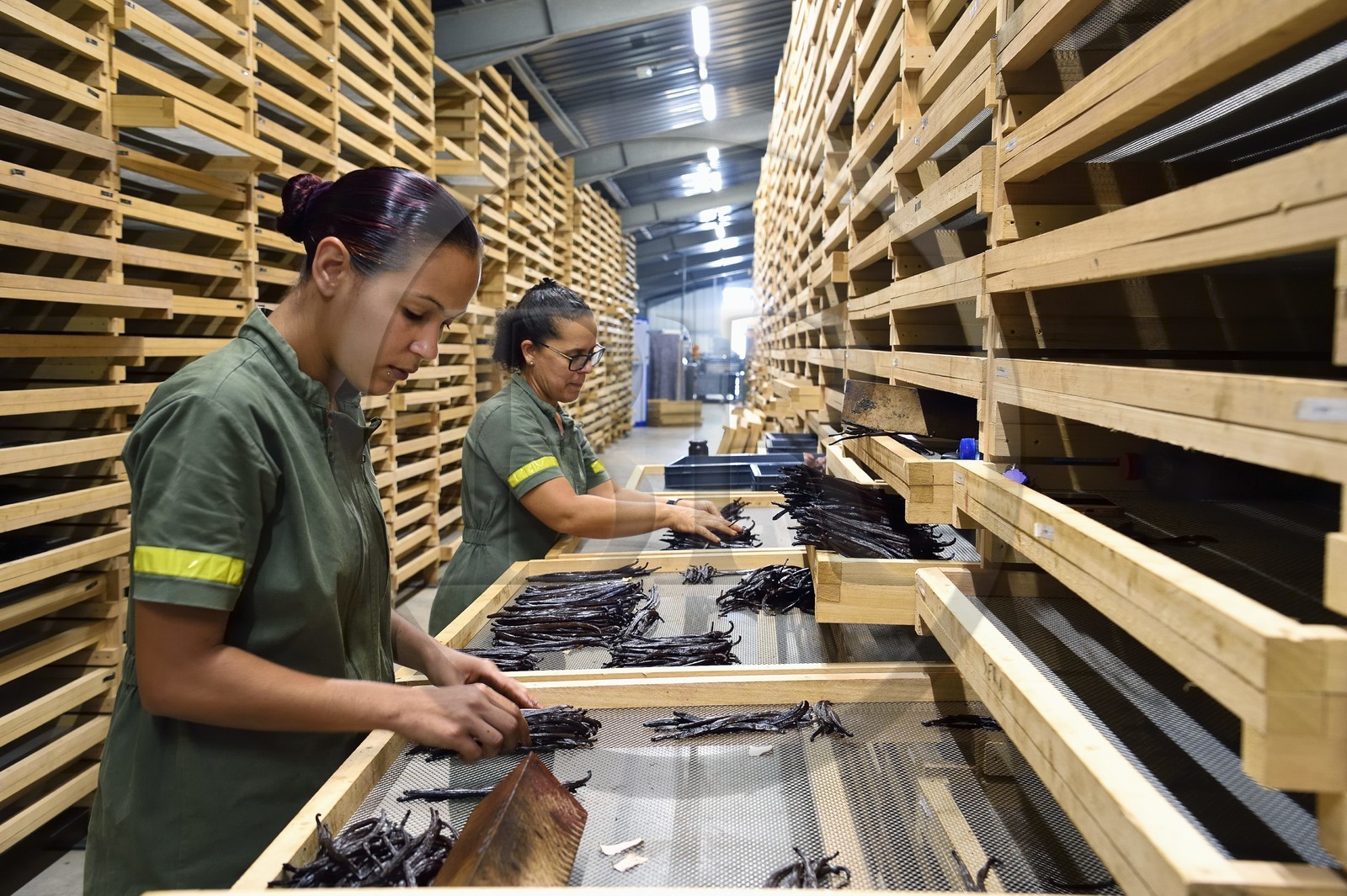 France, Ile de la Reunion, Saint-Louis, Domaine de Bellevue, producteur de vanille biologique, calibrage des gousses de vanille