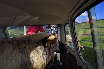 France, Pyrenees Atlantiques, Basque Country, Aldudes valley, Urepel, manech black head sheep in a renault 4L for transport