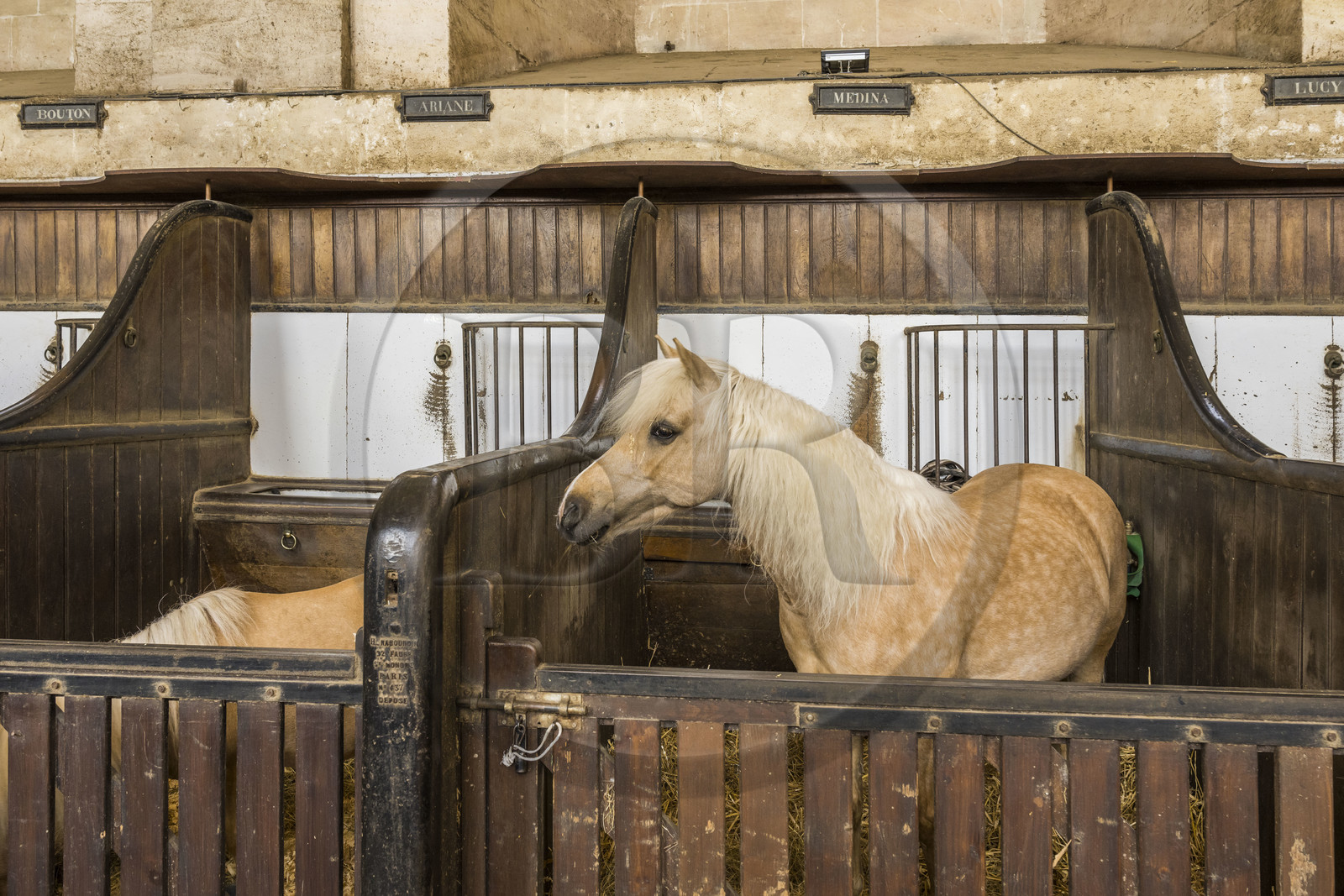 France, Oise (60), Chantilly, le chateau de Chantilly, les Grandes Ecuries, musée du Cheval, les deux nefs accueillent des stalles pour les chevaux