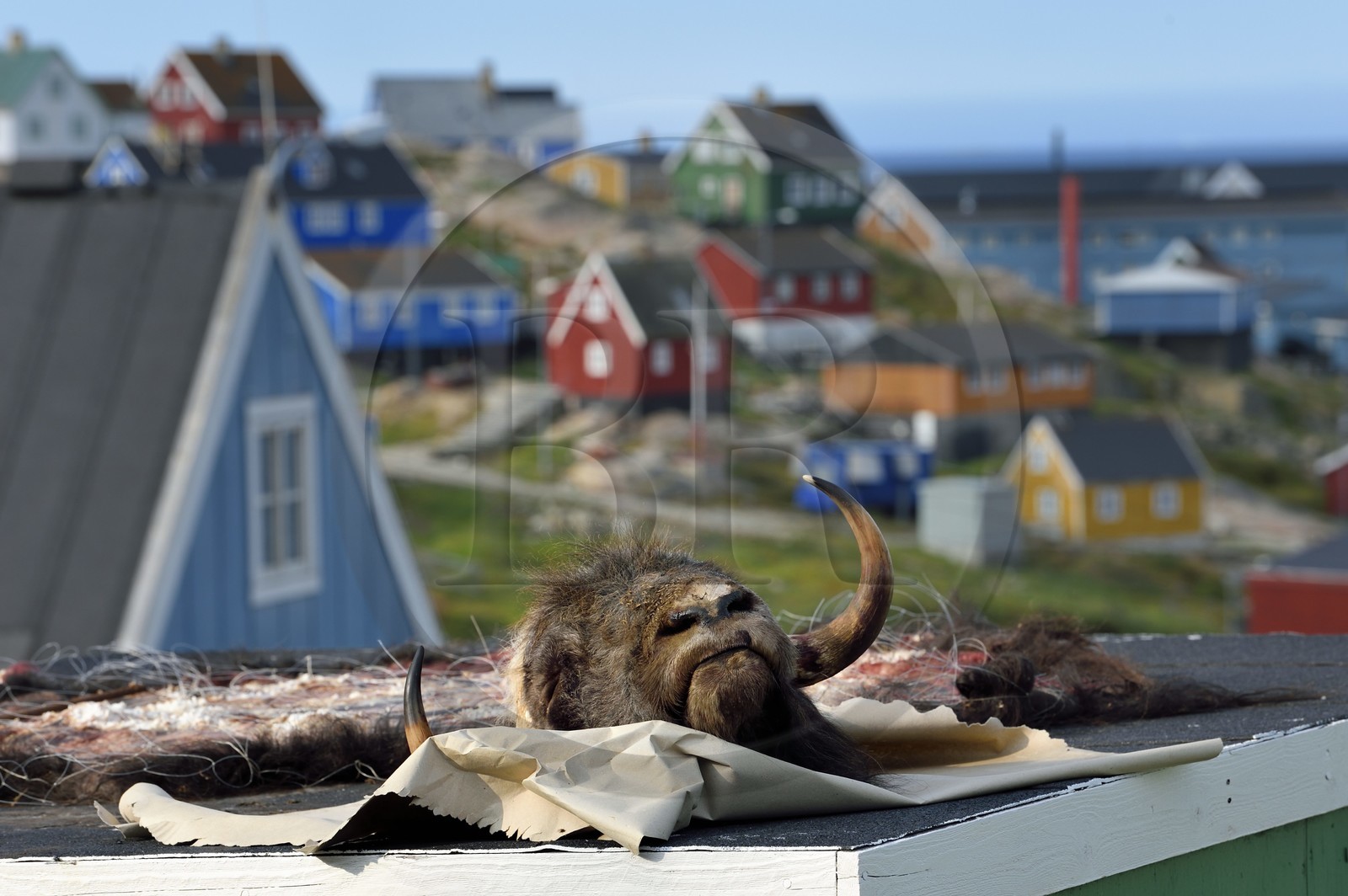 Groenland, cote ouest, baie de Baffin, Upernavik, tête de boeuf musqué récemment chassé en train de secher sur un toit