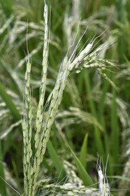 Philippines, province d'Ifugao, les rizières en terrasses de Banaue autour du village de Batad, classées Patrimoine Mondial de l'UNESCO, plant de riz