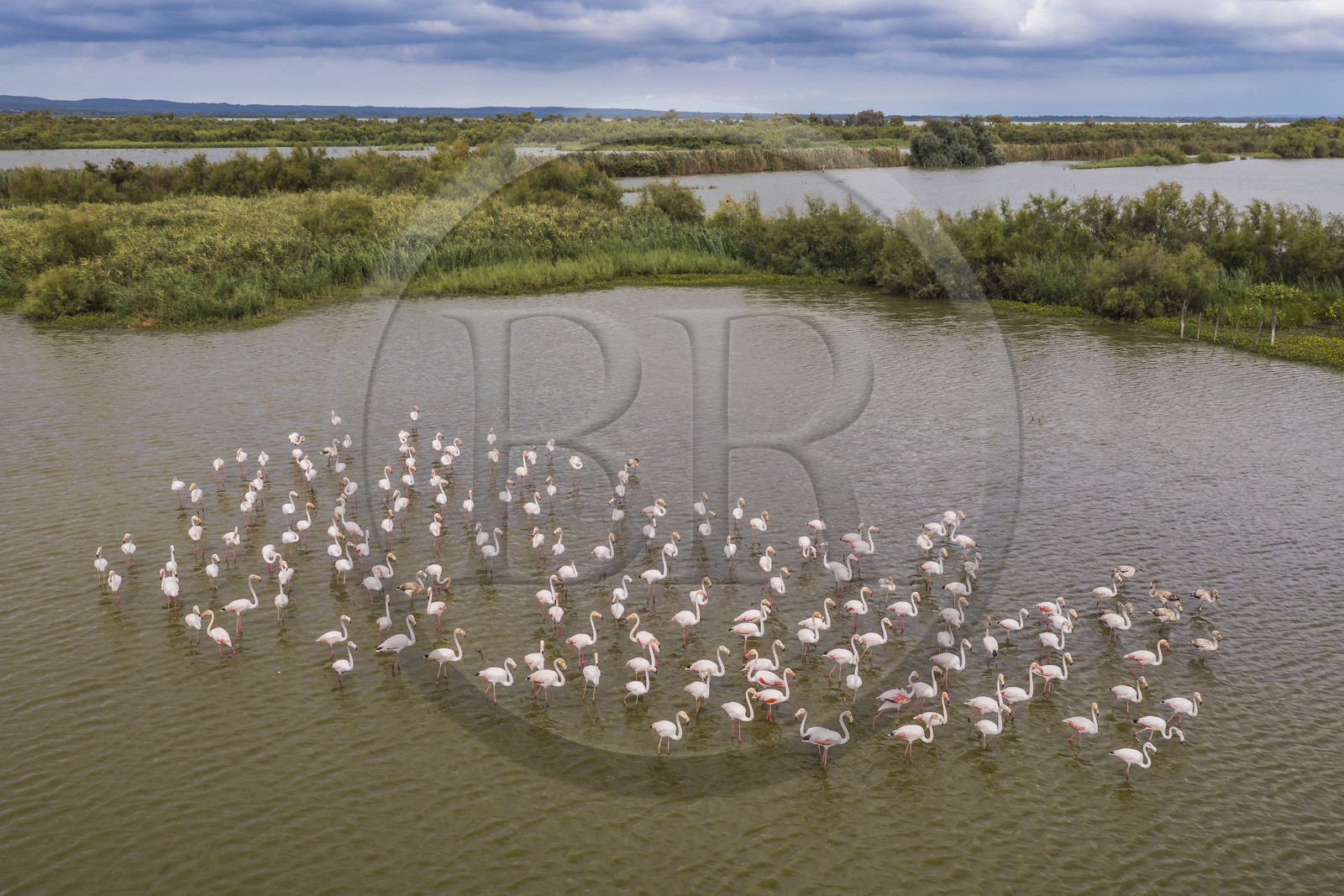 France, Gard (30), Vauvert, la Petite Camargue, réserve naturelle régionale du Scamandre, groupe de flamants roses (Phoenicopterus roseus)(vue aérienne)