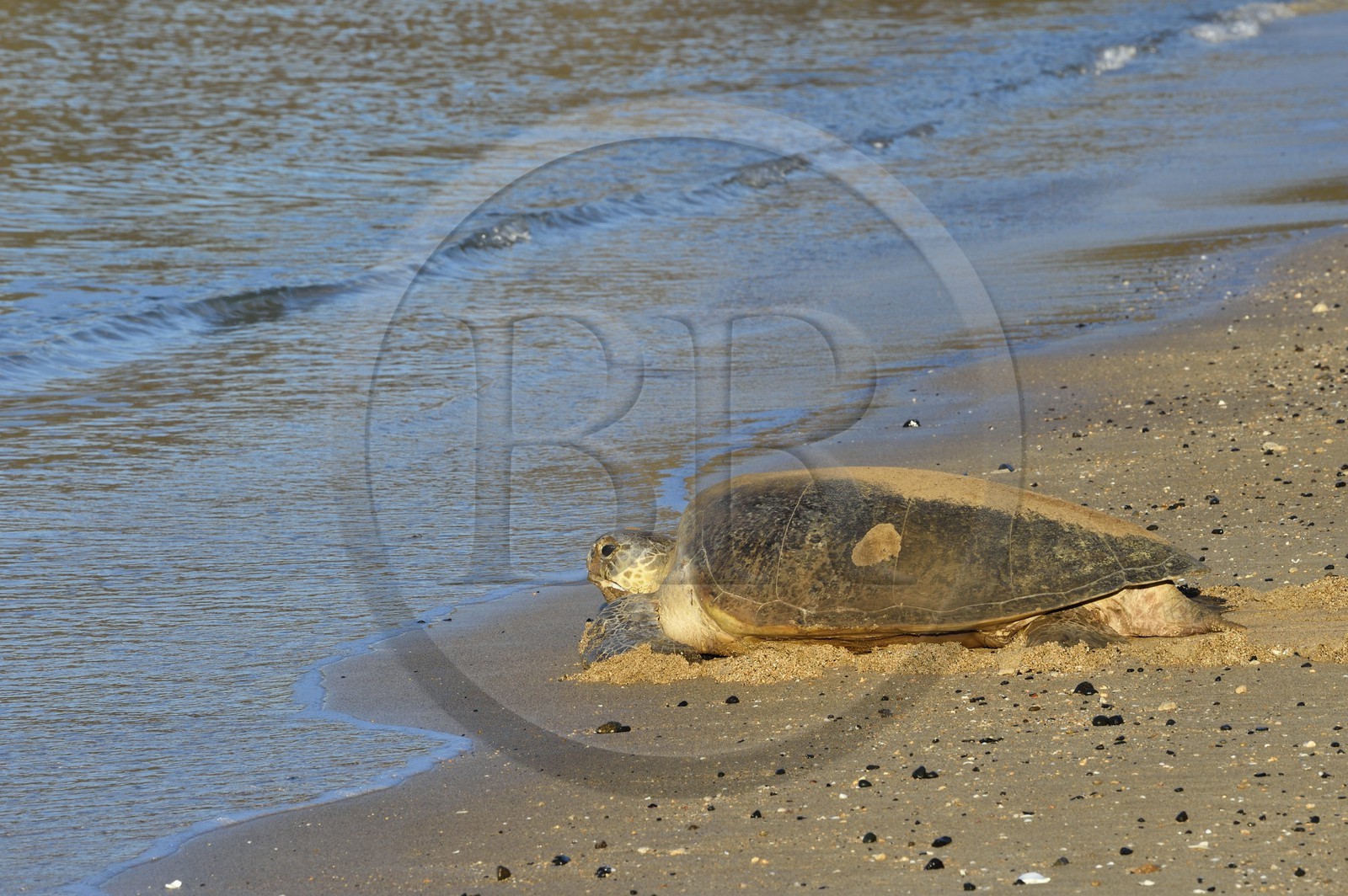 France, Ile de Mayotte, Grande-Terre, Kani-Keli, plage de N’Gouja, tortue verte (Chelonia mydas) rejoignant la mer après la ponte