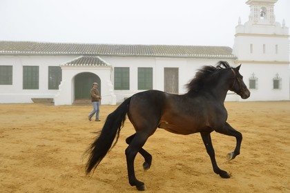 Spain, Andalusia, Seville Province, Utrera, Finca El Pinganillo, the property stud, training of an Andalusian horse also known as the Pure Spanish Horse or PRE (Pura Raza Espanola)