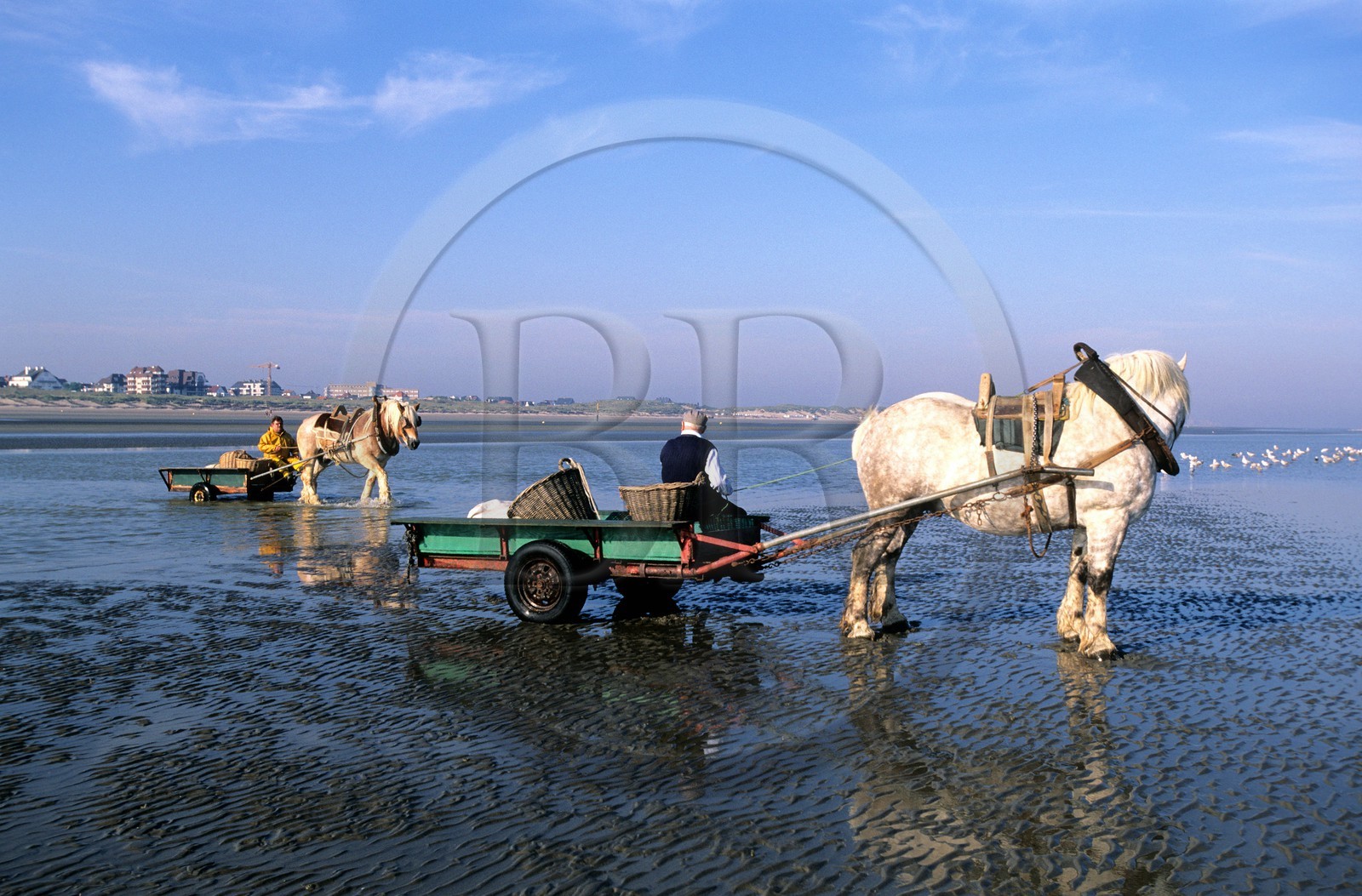 Belgique, Flandre-Occidentale, plage de Oostduinkerke, les pêcheurs de crevettes à cheval tractant leurs chariots sur la plage
