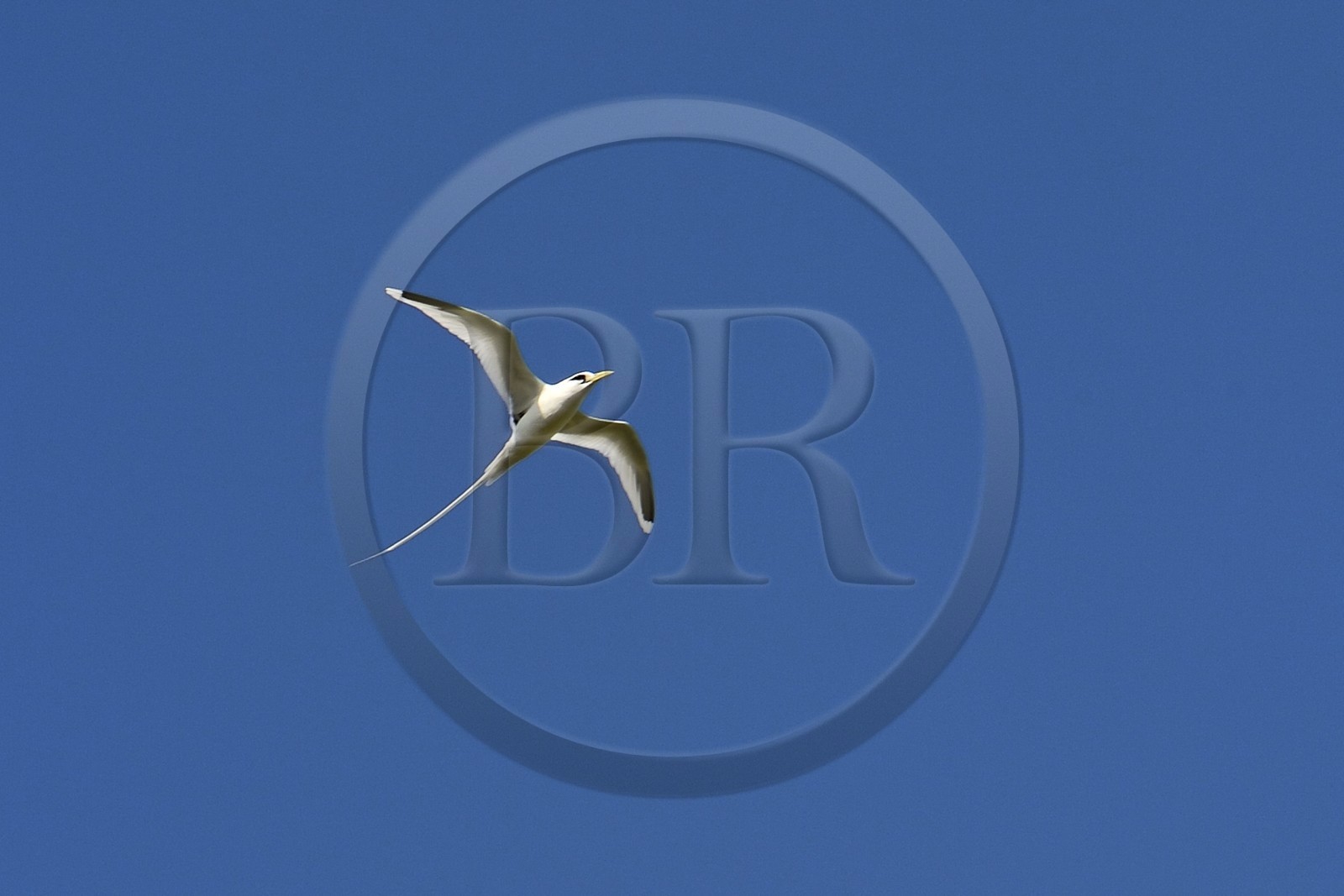 France, Reunion island (French overseas department), south coast, Petite-Ile, white-tailed tropicbird (Phaethon lepturus) is one of the emblems of the Mascarenes