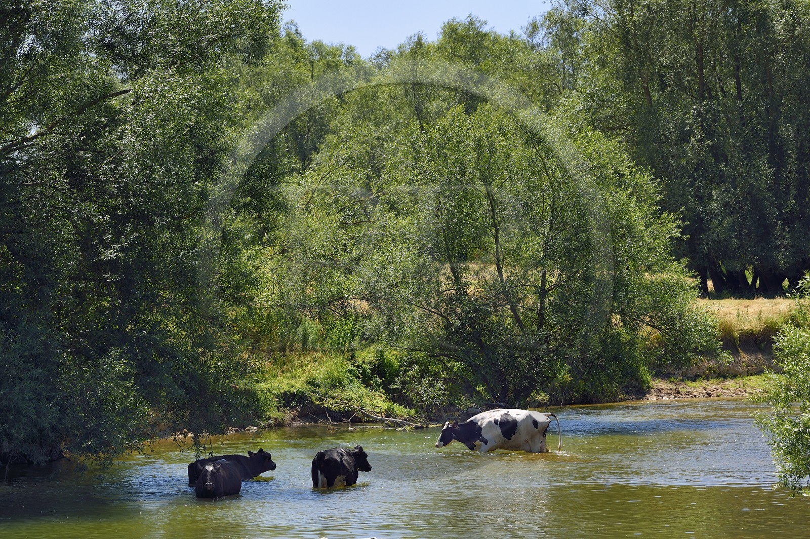 France, Meuse (55), Bannoncourt, vaches se baignant dans la Meuse