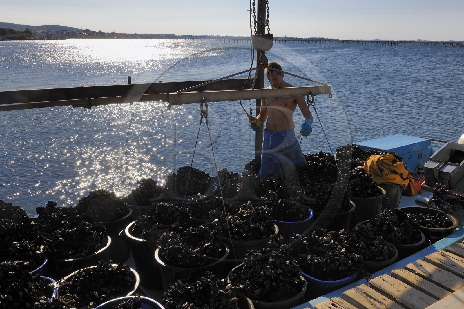France, Hérault (34), Bouzigues, étang de Thau, exploitation conchylicole de la famille Benezech au lieu dit La Catonnière, déchargement des moules