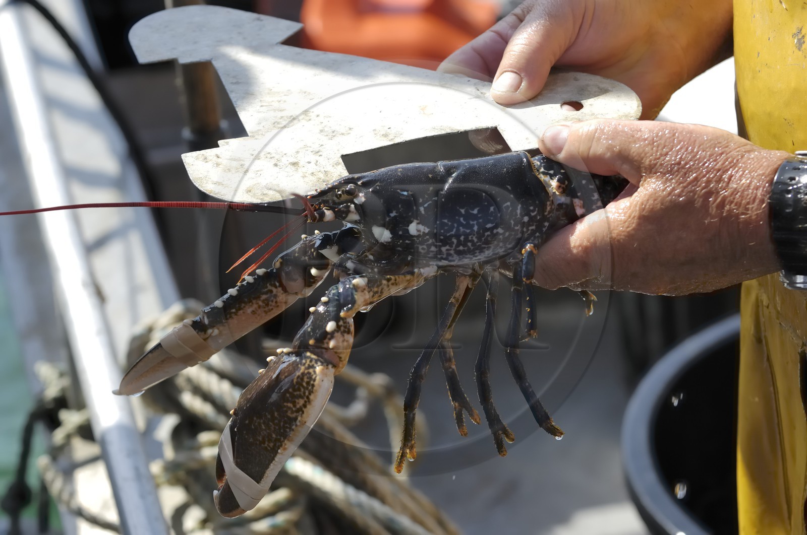 France, Manche (50), archipel des îles Chausey, mesure de homard de Chausey lors de la pêche