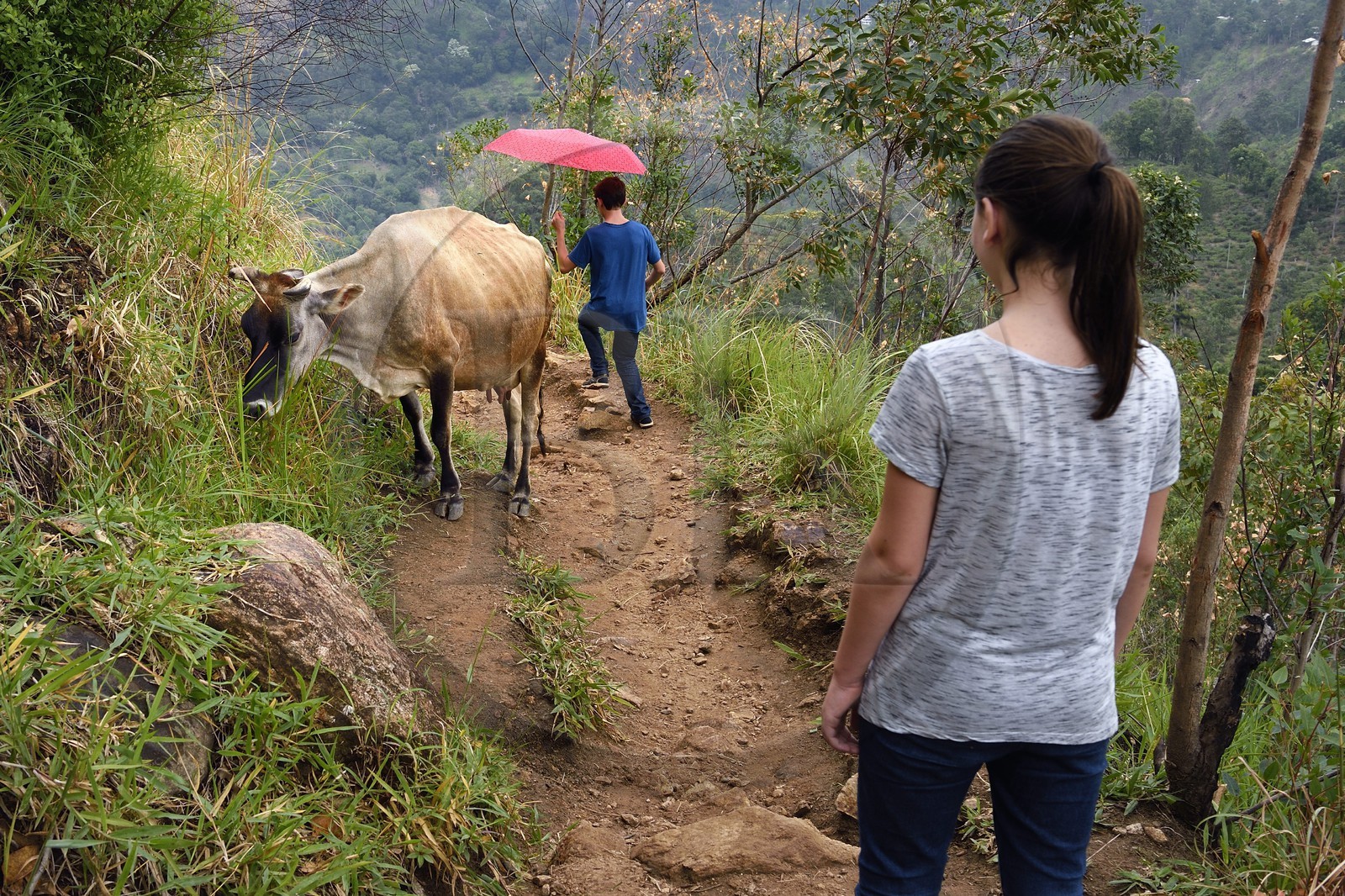 Sri Lanka, Province d'Uva, Ella, excursion au Petit Pic d'Adam (Little Adam's Peak)