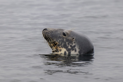 France, Finistère, Carantec, Ornithological reserve of the islets of the Morlaix Bay, harbor seal (Phoca vitulina) on Ile Verte