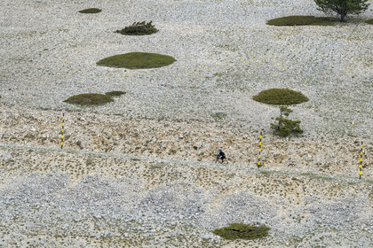 France, Vaucluse (84), Parc Naturel Régional du Mont Ventoux, Bedoin, ascension à vélo du Mont Ventoux par la route D974 sur le versant sud vers le sommet, pierriers tapissés ici et là de genévriers nains