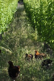 France, Bas-Rhin (67), Route des vins d'Alsace, Traenheim, Domaine viticole MULLER Charles & Fils, essais d'implantation de poules dans les vignes pour permettre un entretien bio