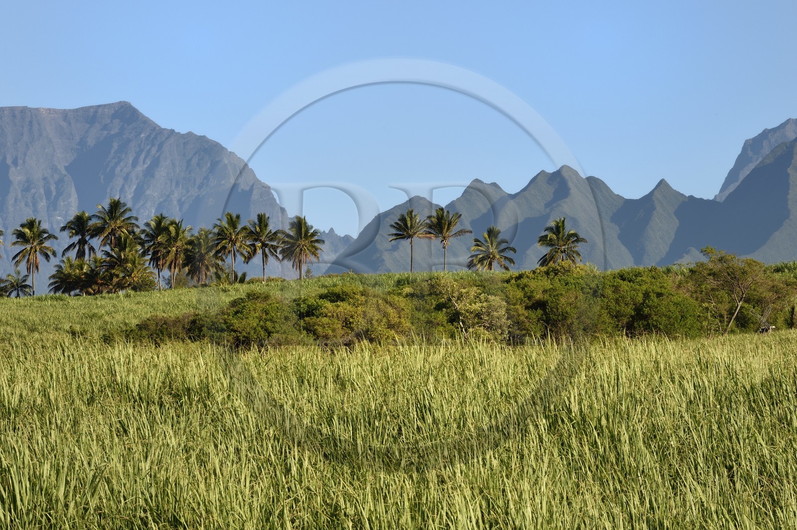 France, Ile de la Reunion, Saint-Pierre, champ de cannes à sucre, en arrière plan le Grand Bénare à gauche et le Dimitile à droite