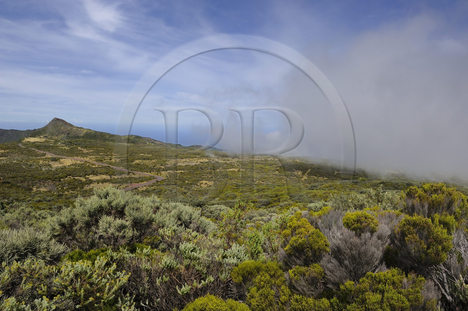 France, île de la Réunion, Piton de la Fournaise, classé Patrimoine Mondial de l'UNESCO, route forestière du Volcan sur les pentes du volcan