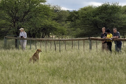 Namibie, Otjiwarongo, Cheetah Conservation Fund, centre de recherche et d'éducation, observation des guépards (Acinonyx jubatus) depuis un enclos