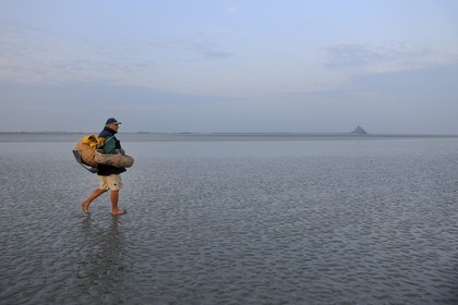 France, Manche (50), Baie du Mont-Saint-Michel, le pêcheur de grêve Guy Jugan allant relever ses filets de crevettes grises
