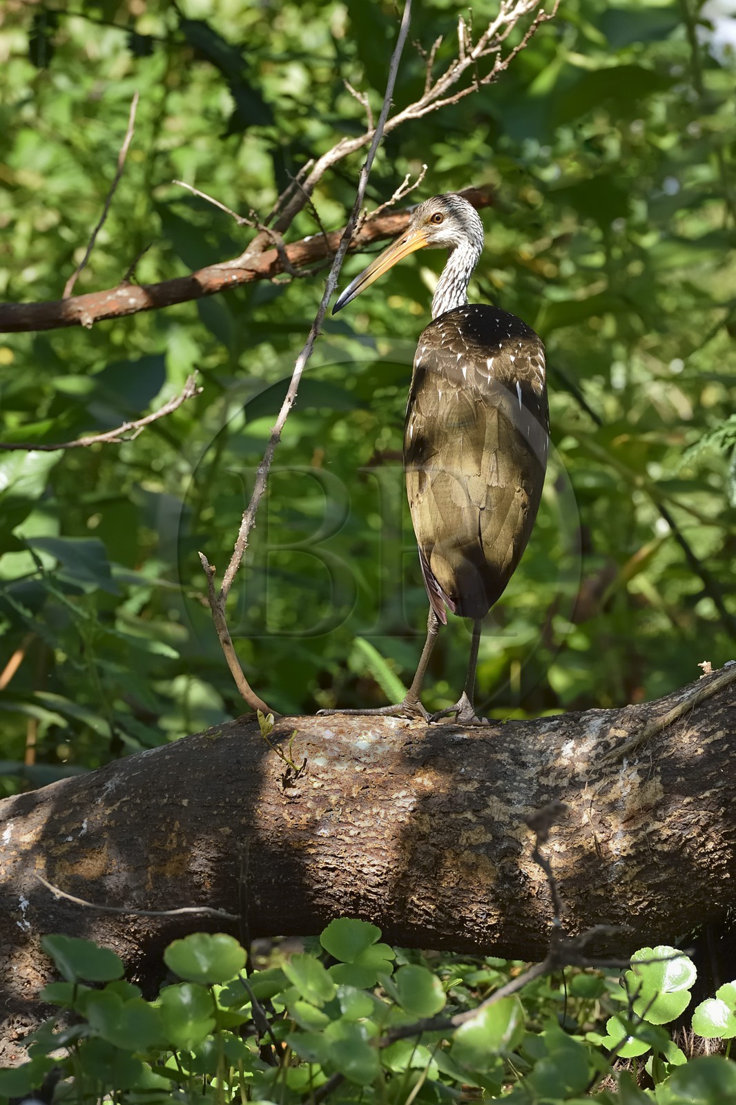 Nicaragua, Ile d'Ometepe réserve mondiale de Biosphère sur le lac Nicaragua, marais le long du Rio Istian, Courlan brun (Aramus guarauna)