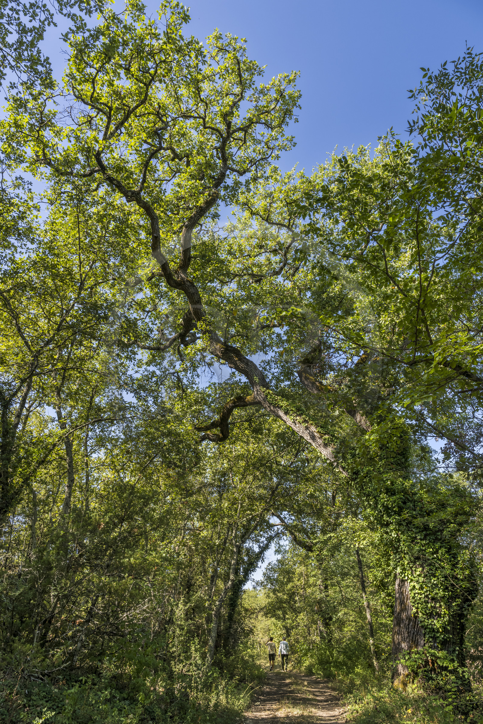 France, Var (83), Provence Verte, Bras, Académie du Bain de Forêt Provençale, forêt du domaine Le Peyrourier - une campagne en Provence